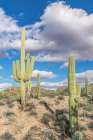 Arizona, Saguaro National Park. Sonoran Desert Art Print